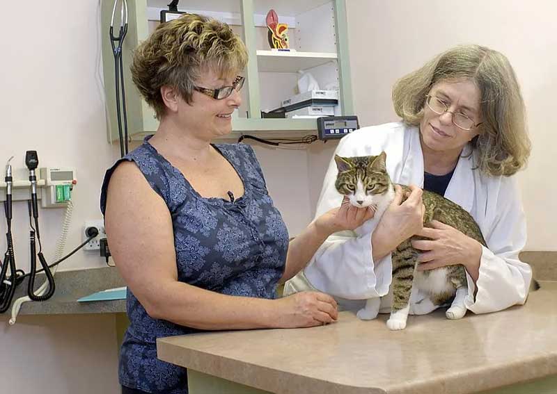 Carousel Slide 3: Cat veterinary care