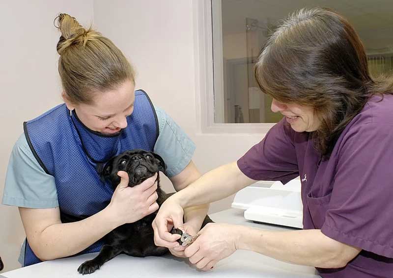 Carousel Slide 5: Dog veterinarians