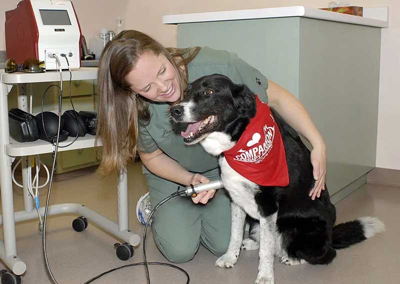 Carousel Slide 6: Pet laser therapy