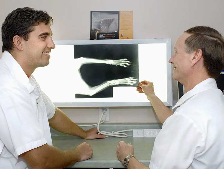 Pet Digital Radiology