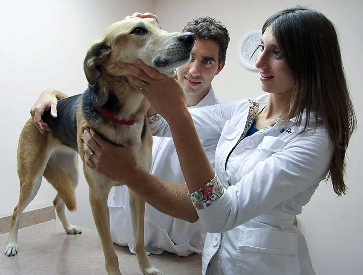 Preventive Care for Dogs