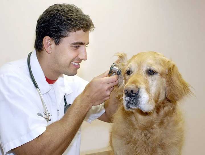 Senior Pet Care
